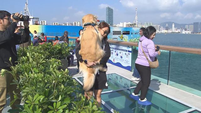 無綫新聞 TVB News