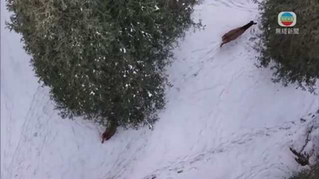 無綫新聞 TVB News