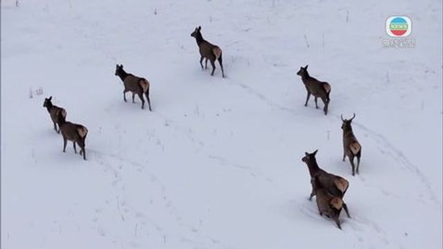 無綫新聞 TVB News