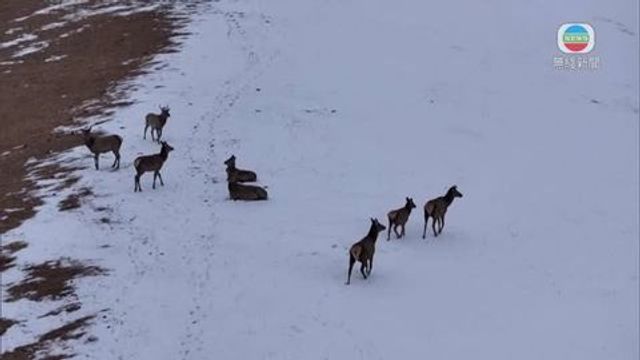 無綫新聞 TVB News