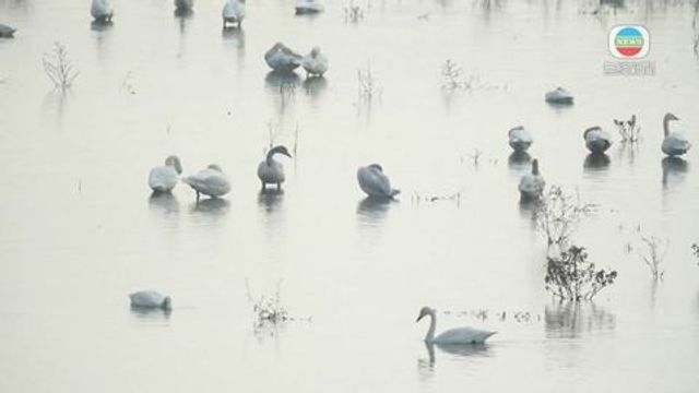 無綫新聞 TVB News