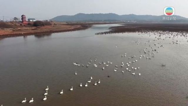 無綫新聞 TVB News