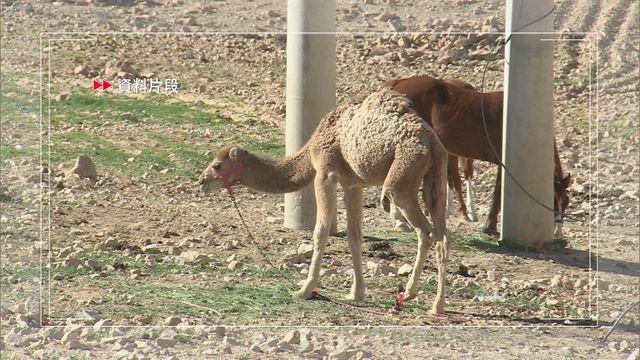 當局提醒注意中東呼吸綜合症個案　若到訪當地避免接觸單峰駱駝