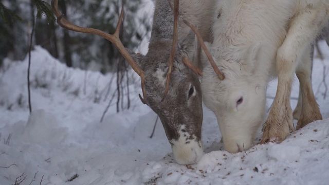 無綫新聞 TVB News