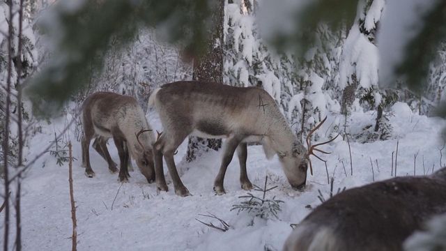 無綫新聞 TVB News