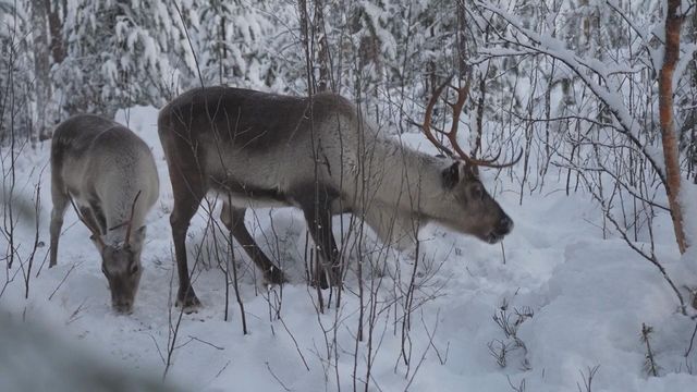 無綫新聞 TVB News