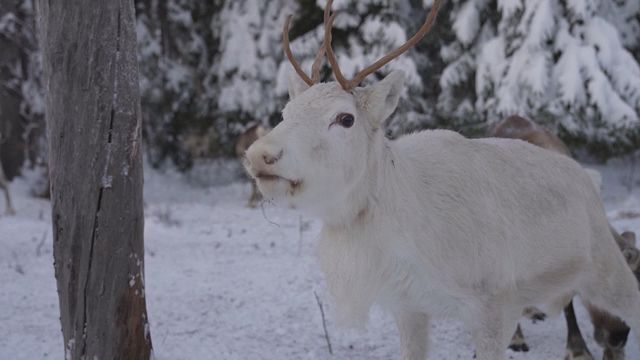 無綫新聞 TVB News