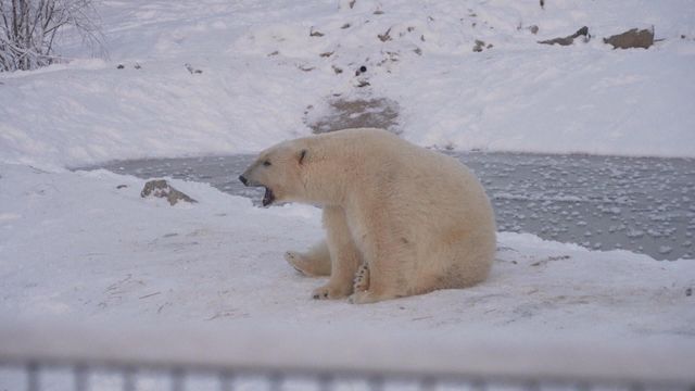 無綫新聞 TVB News