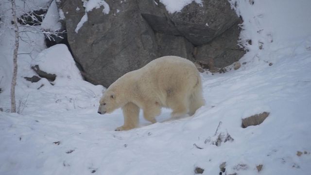 無綫新聞 TVB News