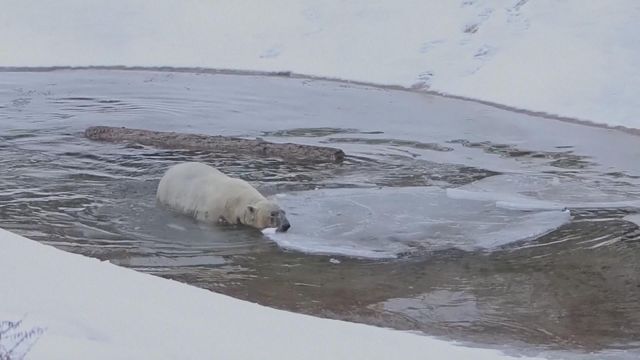 無綫新聞 TVB News