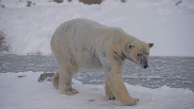 無綫新聞 TVB News