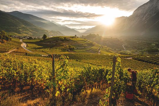 無綫新聞 TVB News