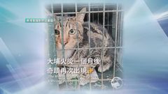宏福苑五級火｜愛協稱再有兩隻貓獲救　下周再於五座大廈擺捕貓籠