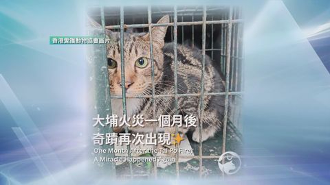 宏福苑五級火｜愛協稱再有兩隻貓獲救　下周再於五座大廈擺捕貓籠