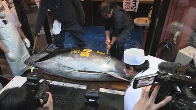 豐洲市場今年首場吞拿魚拍賣　「日本一」折合約2500萬港元成交創新高