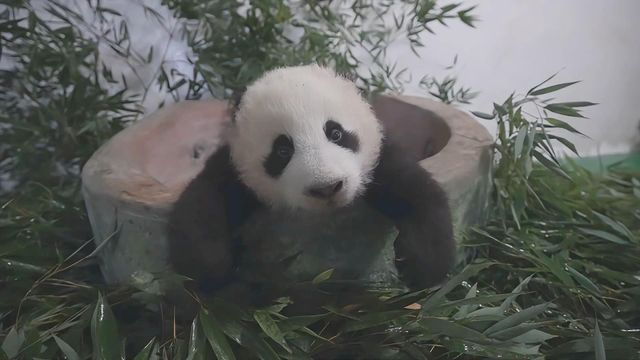 無綫新聞 TVB News