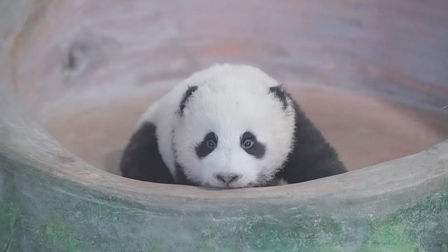 無綫新聞 TVB News