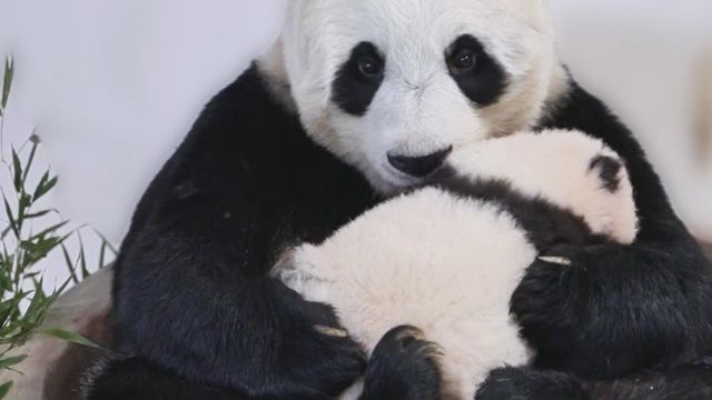 無綫新聞 TVB News