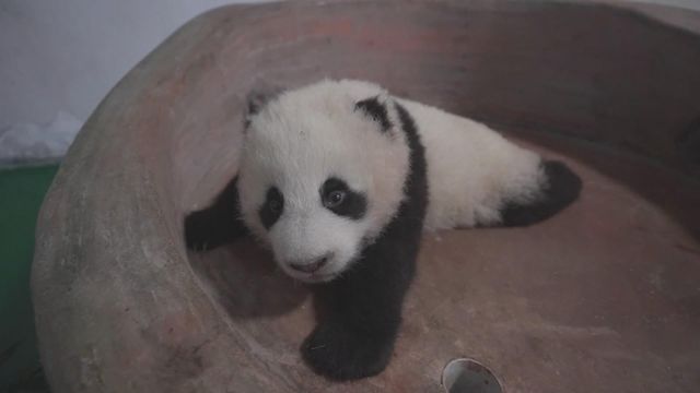 無綫新聞 TVB News