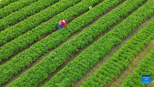 無綫新聞 TVB News