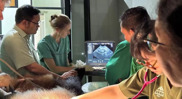 印尼首次有大熊貓寶寶誕生