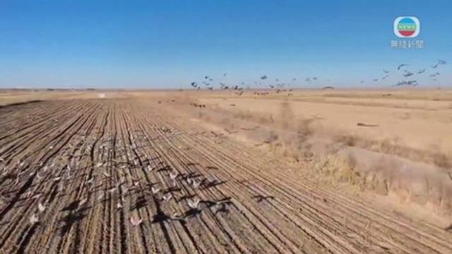 無綫新聞 TVB News