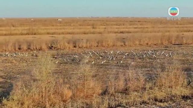 無綫新聞 TVB News