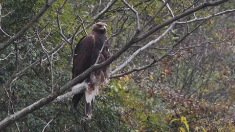 Golden eagles in National Nature Reserve in Hubei Province