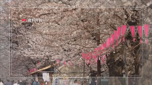據預測今年日本櫻花3月21日從東京開始綻放