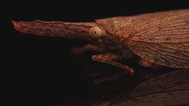 無綫新聞 TVB News