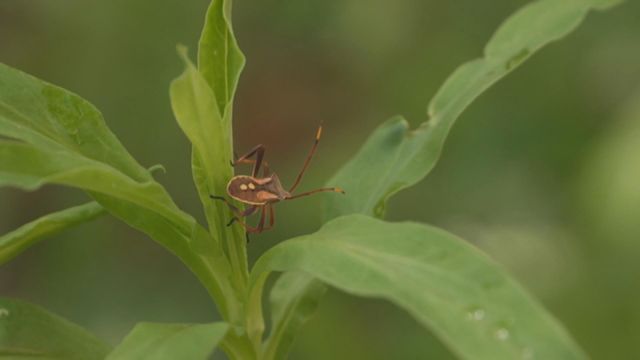 無綫新聞 TVB News