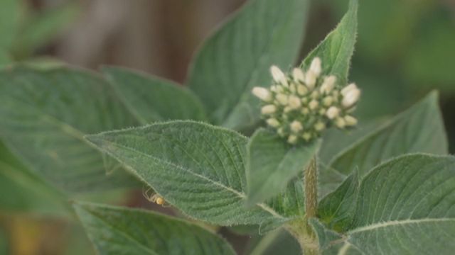 無綫新聞 TVB News