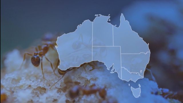 無綫新聞 TVB News