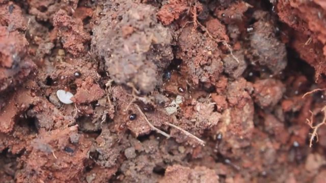 無綫新聞 TVB News