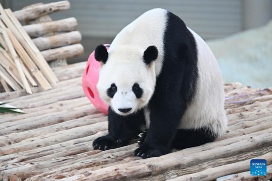 無綫新聞 TVB News