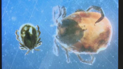 日本去年初步錄191宗「蜱蟲病」　創歷史新高