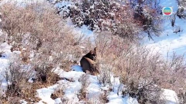 無綫新聞 TVB News