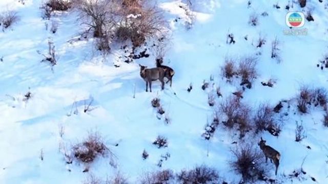 無綫新聞 TVB News