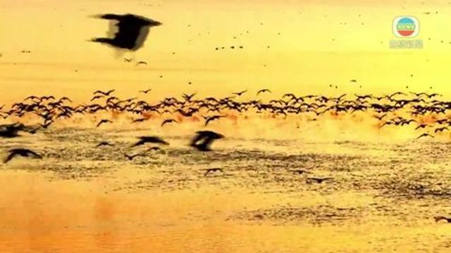 無綫新聞 TVB News