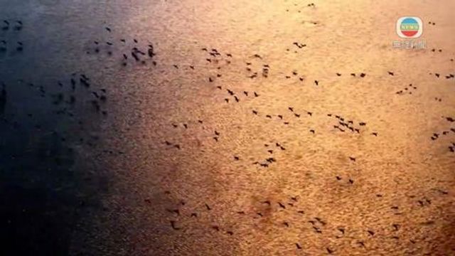 無綫新聞 TVB News