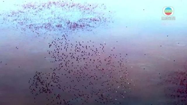 無綫新聞 TVB News