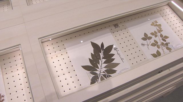 無綫新聞 TVB News