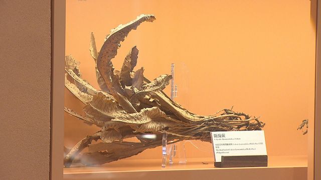 無綫新聞 TVB News