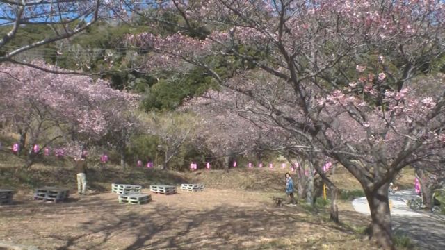 無綫新聞 TVB News