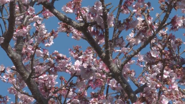 無綫新聞 TVB News