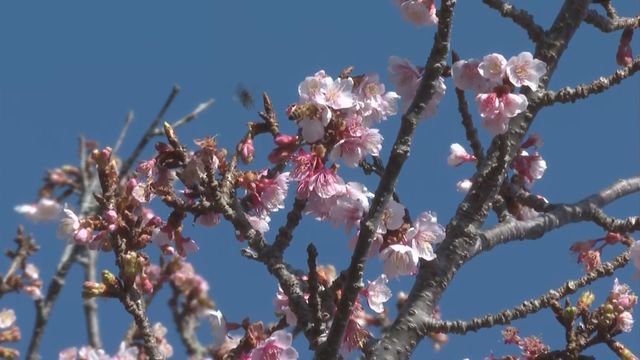 無綫新聞 TVB News