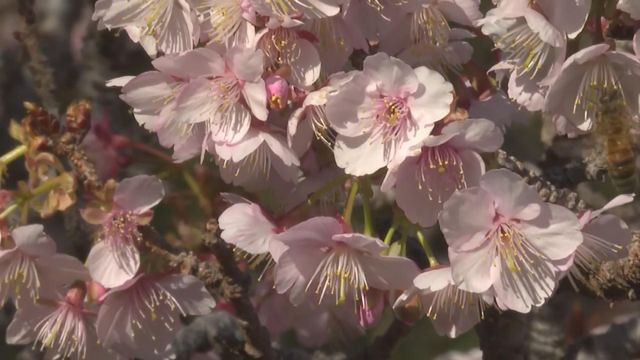 無綫新聞 TVB News