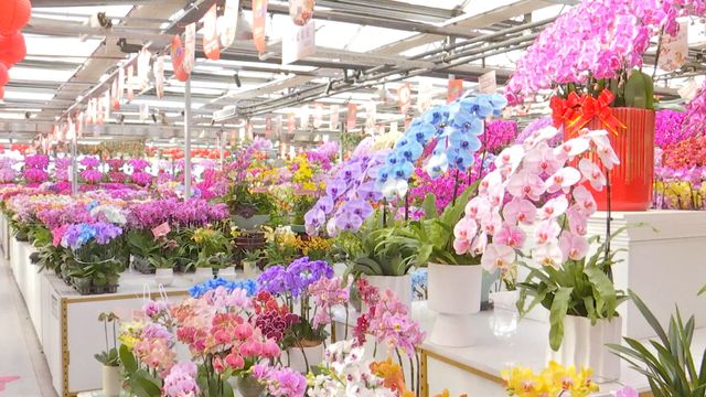 無綫新聞 TVB News