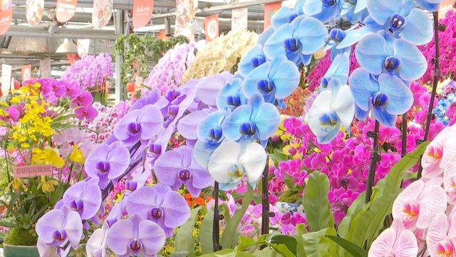 無綫新聞 TVB News