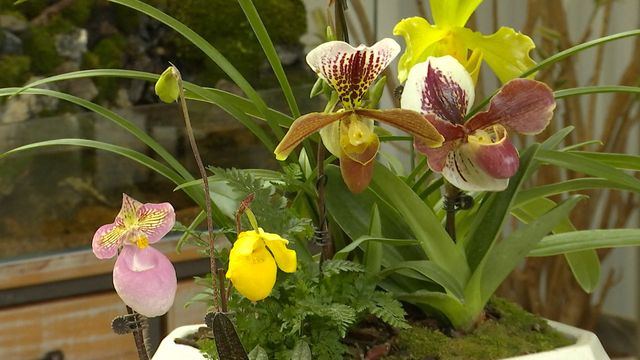 無綫新聞 TVB News